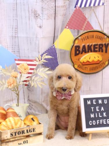 20240907COCOちゃん